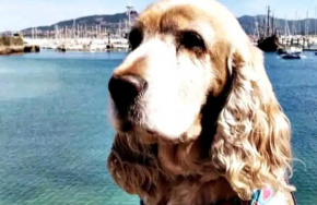 Holibai, Anduriña, Céntrico Con Parking, Acepta mascotas